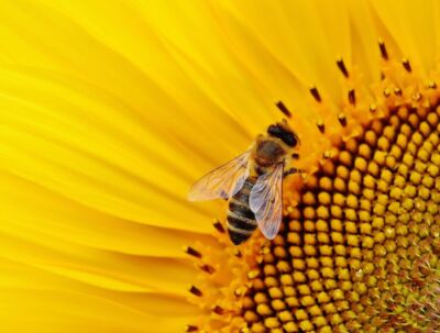 Dalla partnership tra Evolo e Beeing nasce un'iniziativa volta a proteggere le api e il territorio toscano