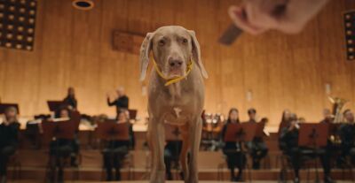 I cani diventano direttori di orchestra in una campagna di Pedigree firmata da BBDO New York